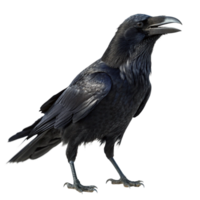 Majestic Raven in Profile View Against Black Background A Stunning Closeup of a Black Raven png