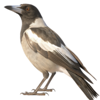 A Stunning Closeup of a Pied Butcherbird Perched Against a Black Background png