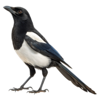 Eurasian Magpie Bird Detailed Profile Image High Resolution Studio Shot Black Background png