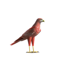 A Detailed 3D Render of a Red Hawk Bird Model Against a Black Background png