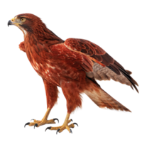Majestic Red Hawk Bird of Prey Soaring High in the Sky with Sharp Talons and Fierce Gaze png