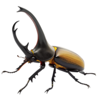 Magnificent specimen of a large black and gold rhinoceros beetle, showcasing intricate details of its horns and body png