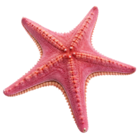 Closeup of a vibrant pink starfish isolated on a black background, showcasing its intricate texture and fivepointed structure png