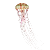 Stunning Image of a Chrysaora fuscescens Pacific Sea Nettle Jellyfish with Long Tentacles png