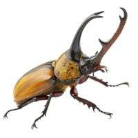 Magnificent Closeup of a Goliathus Regius Beetle showcasing its intricate details png
