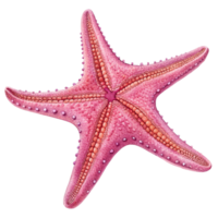 Detailed illustration of a pink starfish with five arms and textured surface png