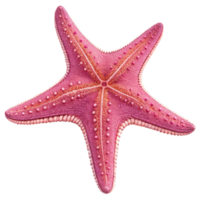 Closeup of a vibrant pink starfish isolated on black background showing detailed texture and intricate patterns png