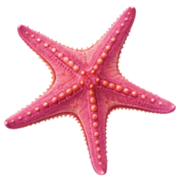 Closeup of a vibrant pink starfish against a black background showing intricate details png