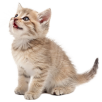 Adorable Fluffy Kitten Looking Upwards with Open Mouth and Soft Fur png