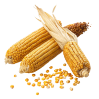 Three ears of ripe yellow corn with kernels scattered on a black background png
