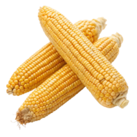 Three ears of sweet corn arranged on a black background showing the yellow kernels and the silk at the top png