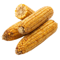 Three ears of dried corn on the cob showing signs of aging and possible mold png