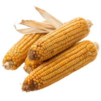 Three ears of dried corn with husks partially removed showing yellow kernels png