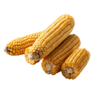 Closeup view of three dry corn cobs on a black background showing details of kernels and texture png
