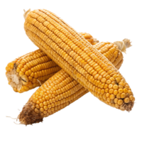 Closeup of Two Dry Yellow Corn Cobs with Visible Kernels and Roots png