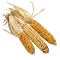 Three Ears of Dried Corn with Husks Showing Details of Kernels and Texture png