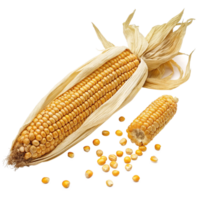 Closeup of Ripe Yellow Corn on the Cob with Kernels Scattered on Black Background png