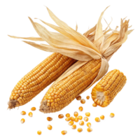 Two ears of ripe yellow corn with husks and scattered kernels on a black background png