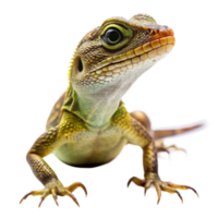 Closeup of a vibrant green and brown lizard with sharp claws against a black background png