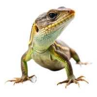 Closeup of a vibrant green and brown lizard with sharp claws on a black background png