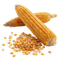 Two Ripe Ears of Corn with Scattered Kernels on a Black Background png
