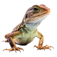 Closeup of a vibrant Brown and Green Lizard with Sharp Claws on Black Background png