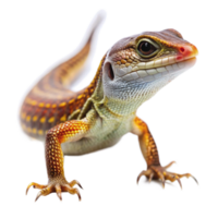 Closeup of a vibrant orange and brown lizard with a long tail and sharp claws png