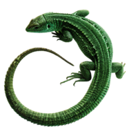 Emerald Green Lizard Curled in a Circle on Black Background, Detailed Reptile Texture png