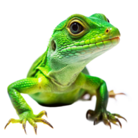 Closeup of a vibrant green lizard with striking eyes and sharp claws on a black background png