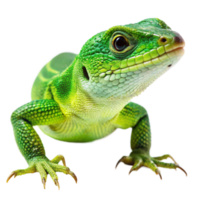 Closeup of a vibrant green lizard reptile with sharp claws and intricate scales on a black background png