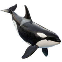 Stunning Image of a Killer Whale Orca in the Ocean Depths png