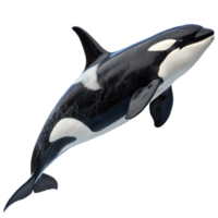 Magnificent Orca Whale Leaping Through the Ocean Waters a Stunning Display of Aquatic Power and Grace png