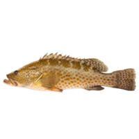 A Detailed Profile of a Spotted Estuary Cod Fish Against a Black Background png