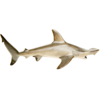 Detailed Closeup of a Sandbar Shark Specimen in Profile View png
