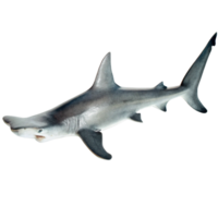 Stunning Closeup of a Hammerhead Shark Against a Black Background png