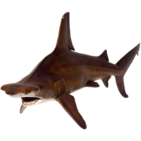 A Stunning Close Up View of a Smalleye Hammerhead Shark Against a Black Background png
