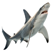 A Majestic Grey Shark Swimming in the Ocean Depths a Close Up View of a Shark png