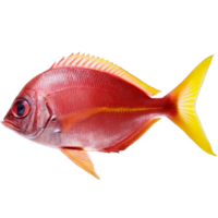 Stunning Red and Yellow Fish with Striking Features in Profile View png