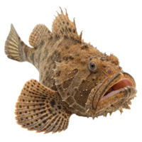 Closeup of a Roughhead Grenadier Fish Specimen with Detailed Texture and Open Mouth png