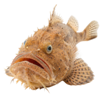 Closeup of a Spiny Devilfish a type of fish with many spines and bumpy texture png