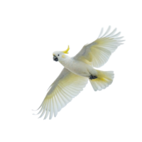 Majestic Sulphurcrested Cockatoo in Flight Against a Black Background png