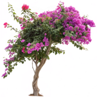 A Vibrant Bougainvillea Tree in Full Bloom Outdoors with a Unique Trunk png