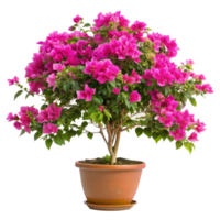 Vibrant Pink Bougainvillea Plant in a Terracotta Pot png