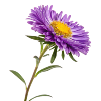 Single Purple Aster Flower with Green Stem and Leaves on Black Background png