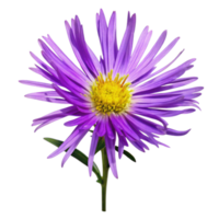 Closeup of a vibrant purple aster flower with a bright yellow center on a black background png