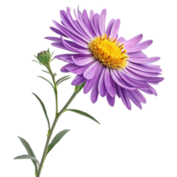 A Single Purple Aster Flower with a Bud on a Black Background png