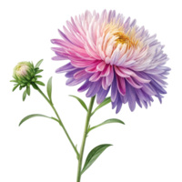 Stunning Closeup of a Pink and Purple Aster Flower with Bud png