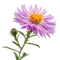 Closeup of a Single Purple Aster Flower with Bud and Stem png