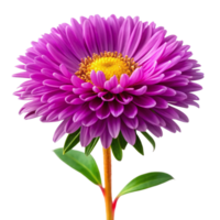 Closeup of a vibrant purple aster flower with yellow center and green leaves on a black background png