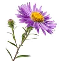 Closeup of a Single Purple Aster Flower with Bud and Stem Against Black Background png